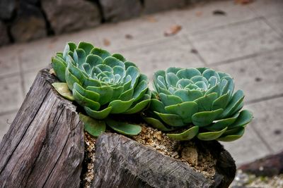 High angle view of succulent plants on tree stump