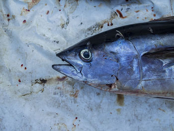 High angle view of fish