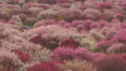 High angle view of plum blossoms