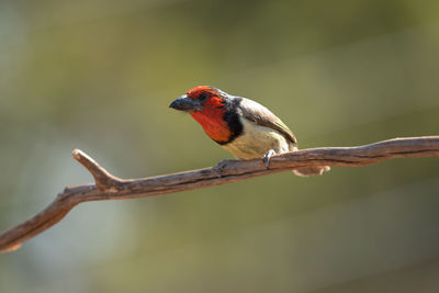 Close-up of bird perching on branch