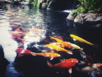 High angle view of koi carps swimming in lake