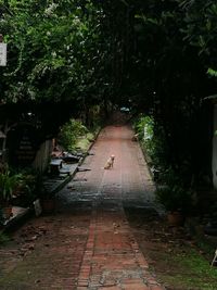 Sidewalk amidst trees