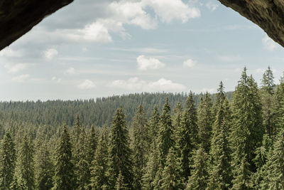 Trees in forest