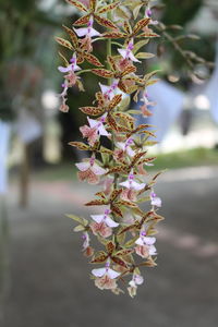 Close-up of pink cherry blossom tree