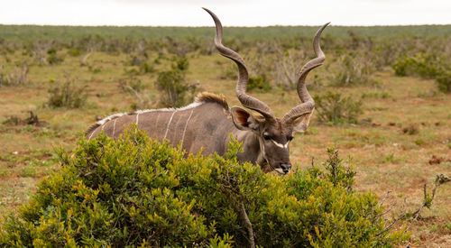 Greater strepsiceros kudu buck in the wild and savannah landscape of africa