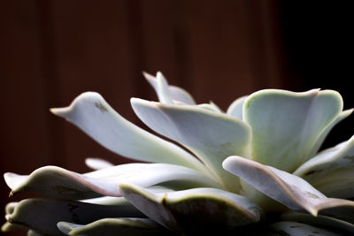 Close-up of white flower