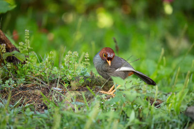 Close-up of bird perching on a field