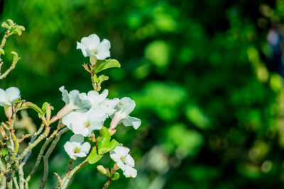 Close-up of white flowering plant