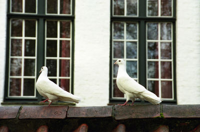 Close-up of dove perching on roof