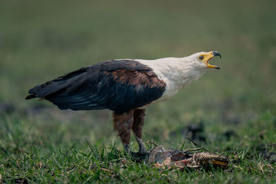 Close-up of bird on field