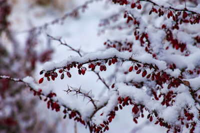 Branches of berberis thunbergii kelleriis in winter with red ripe berries. 