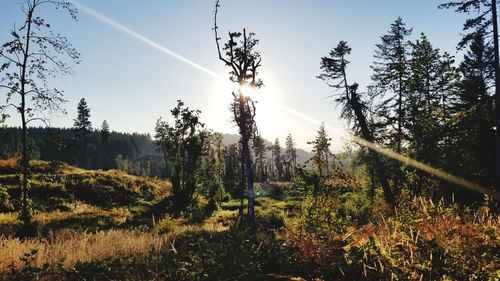 Trees growing in forest against sky