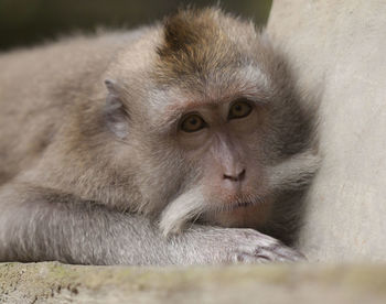 Portrait of monkey