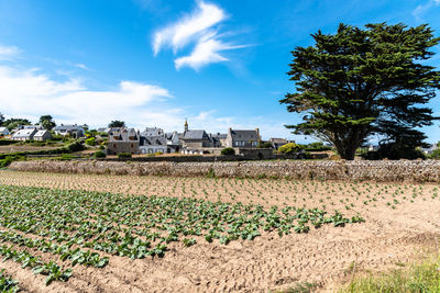 Scenic view of village and plantation in the island of batz a sunny day of summer