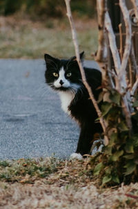 Portrait of cat on street