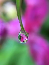 Close-up of water drop on leaf