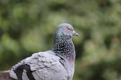 Close-up of pigeon perching, side view of pigeon , birds eye