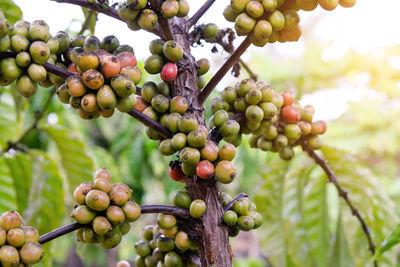 Close-up of grapes growing in vineyard