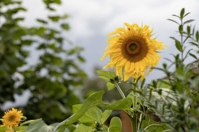 Close-up of yellow flowering plant
