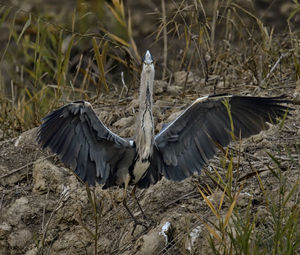 Gray heron on field