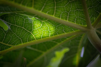 Close-up of spider web on plant