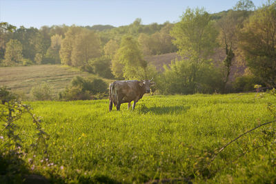 Horse in a field