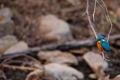 Close-up of bird perching outdoors