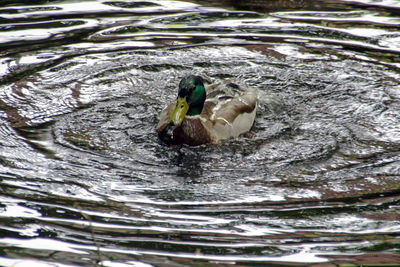 Close-up of mallard duck swimming in lake