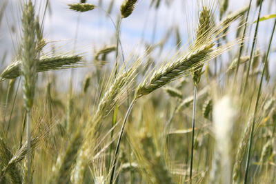 Close-up of wheat field