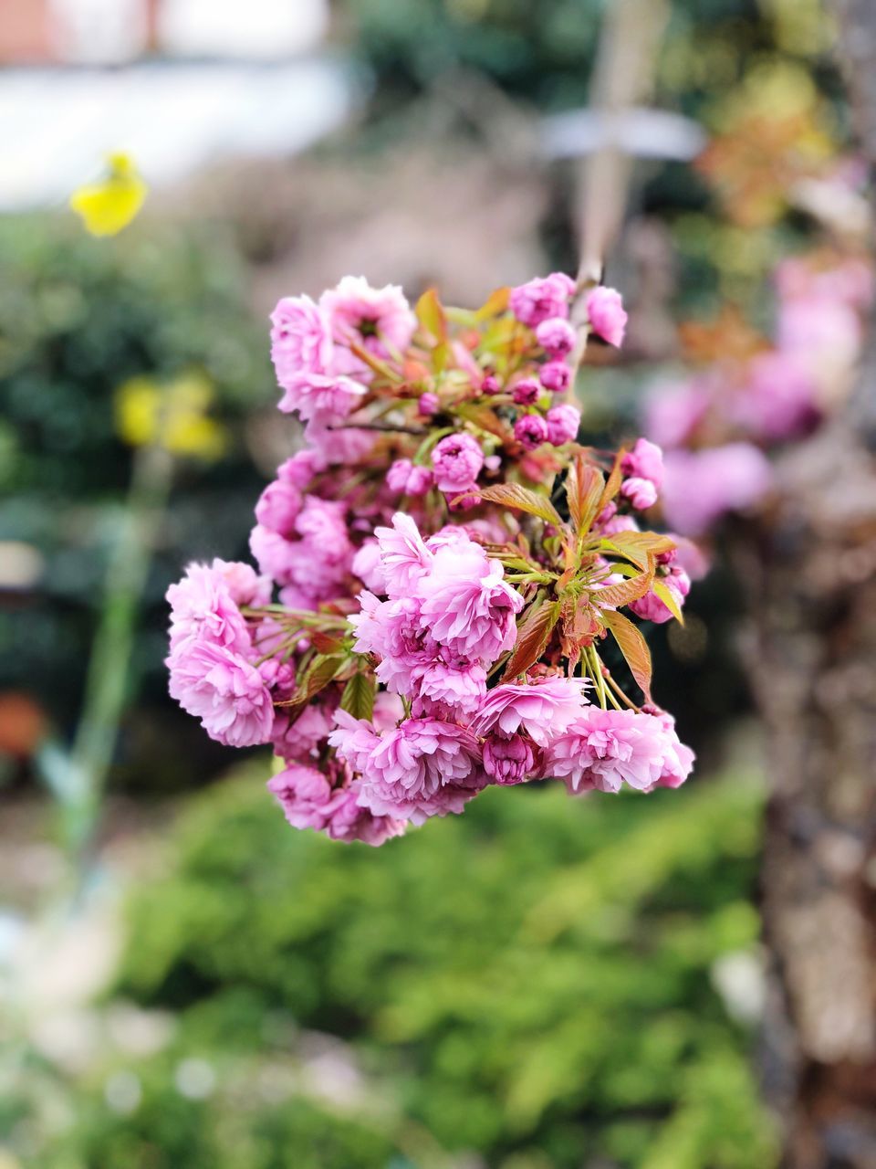 flower, flowering plant, plant, fragility, beauty in nature, freshness, vulnerability, growth, pink color, close-up, petal, focus on foreground, flower head, day, nature, inflorescence, no people, botany, outdoors, selective focus, pollen, lantana