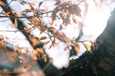 Low angle view of leaves on tree against sky