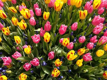 Full frame shot of multi colored tulips