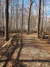 Bare trees in forest against sky
