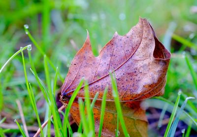 Close-up of grass in field