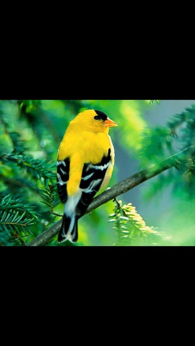 animal themes, one animal, animals in the wild, wildlife, yellow, bird, full length, close-up, zoology, focus on foreground, nature, perching, vertebrate, no people, branch, looking away, auto post production filter, outdoors, day, green color