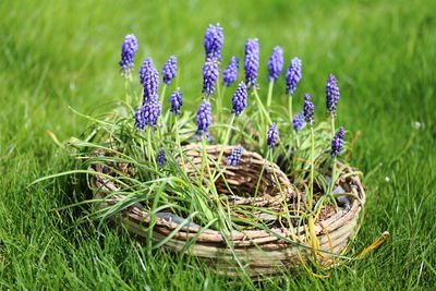 Close-up of purple muscari flowers on field