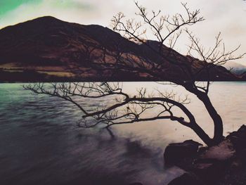 Bare tree by sea against sky