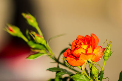 Close-up of orange rose blooming outdoors