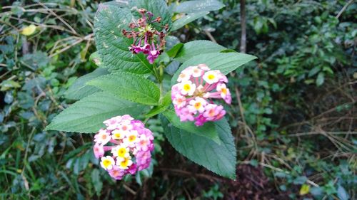 High angle view of various flowers blooming outdoors