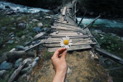 Cropped hand holding white daisy against footbridge
