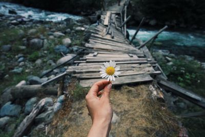 Cropped hand holding white daisy against footbridge