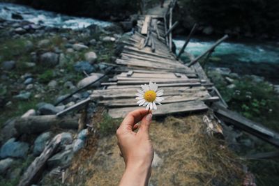 Hand holding flowering plant