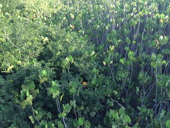 Plants growing on field