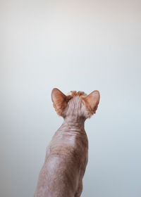 Low angle view of cat against white background