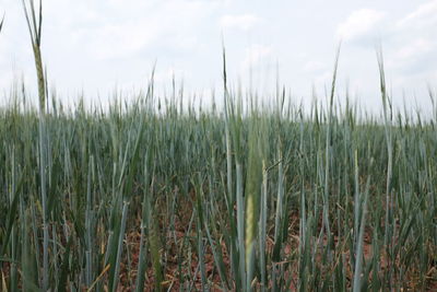 Close-up of wheat growing on field against sky