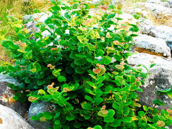 Close-up of plants