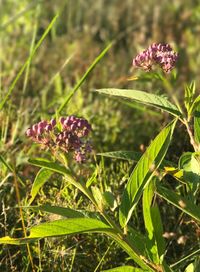 Close-up of flowers growing on plant