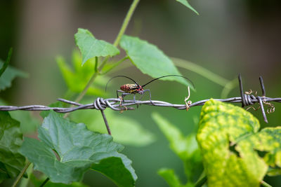 Close-up of insect on leaf