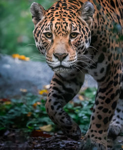 Close-up of tiger
