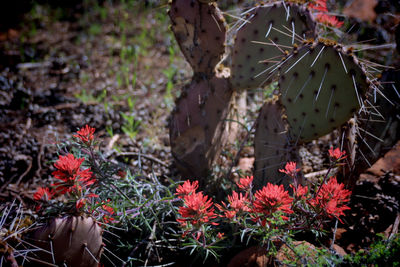 Close-up of flowers